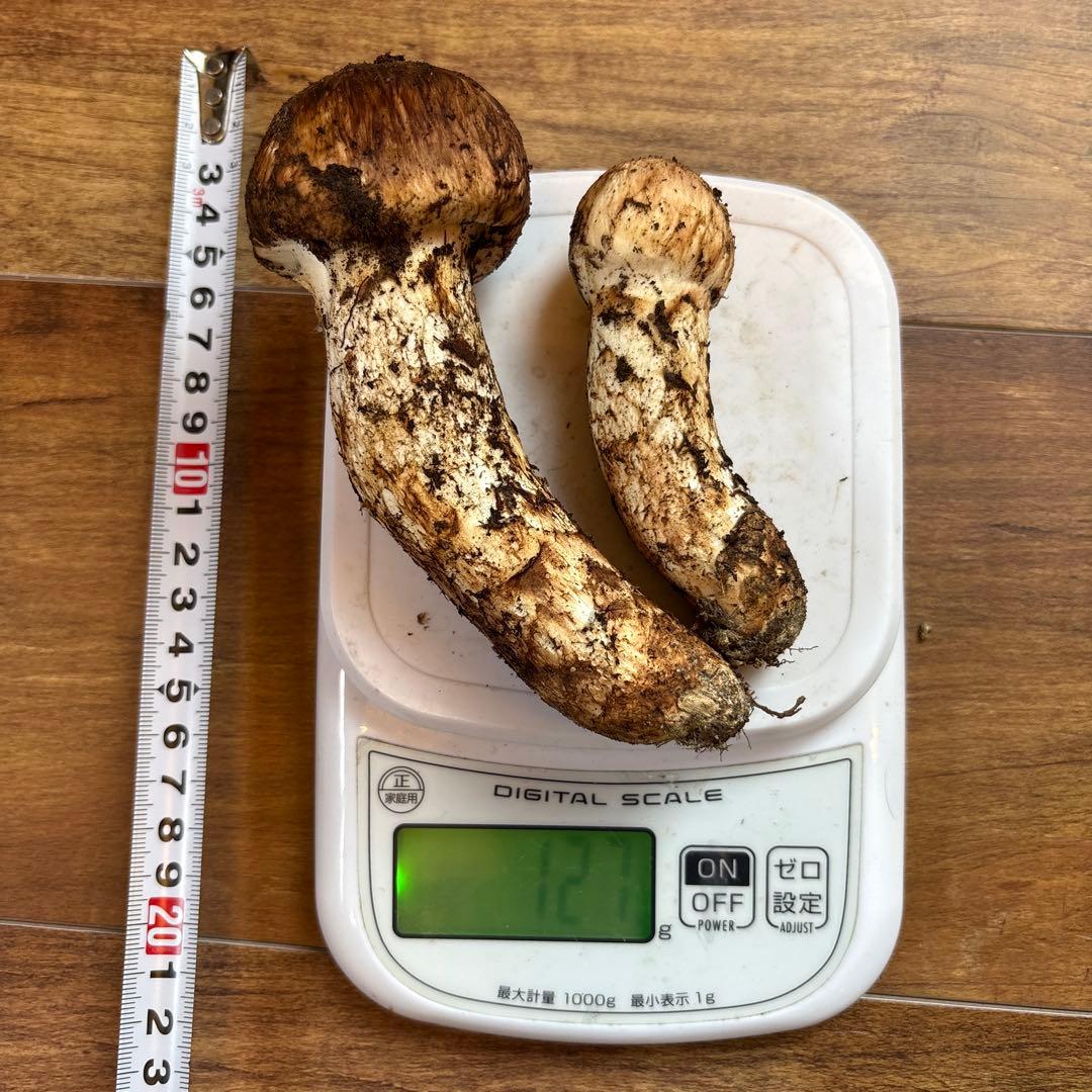 長野県南信州産‼️松茸 大中　2本セット127 g 11/3朝採れ