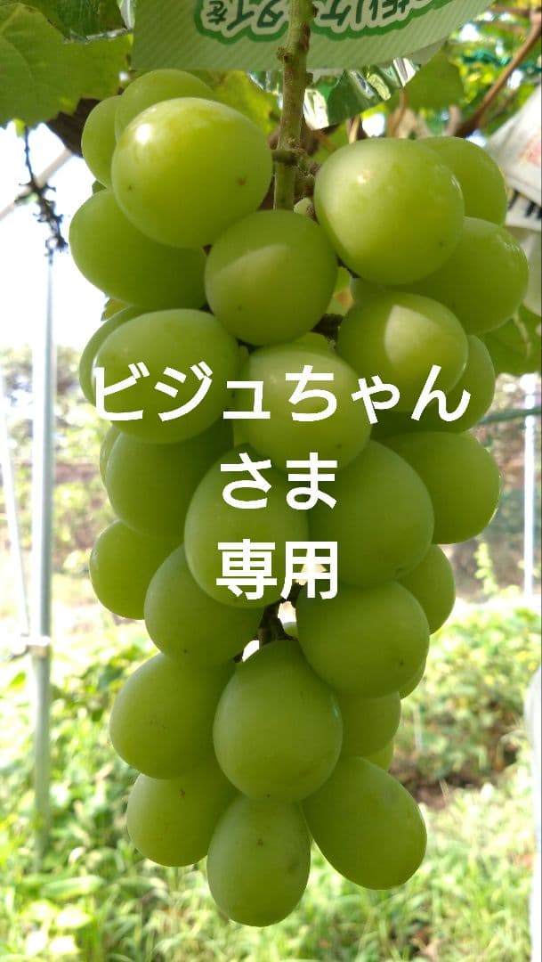 【ビジュちゃんさま専用】シャイン2箱