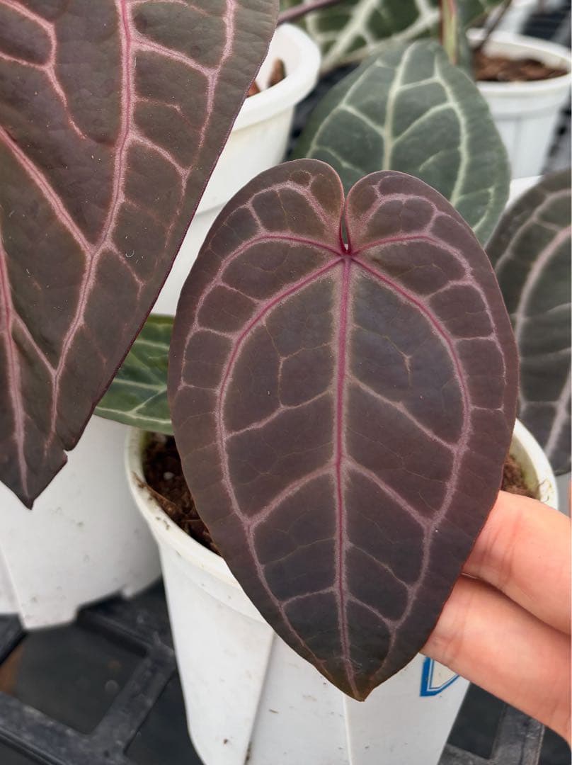 anthurium dream weaver✖️michelle