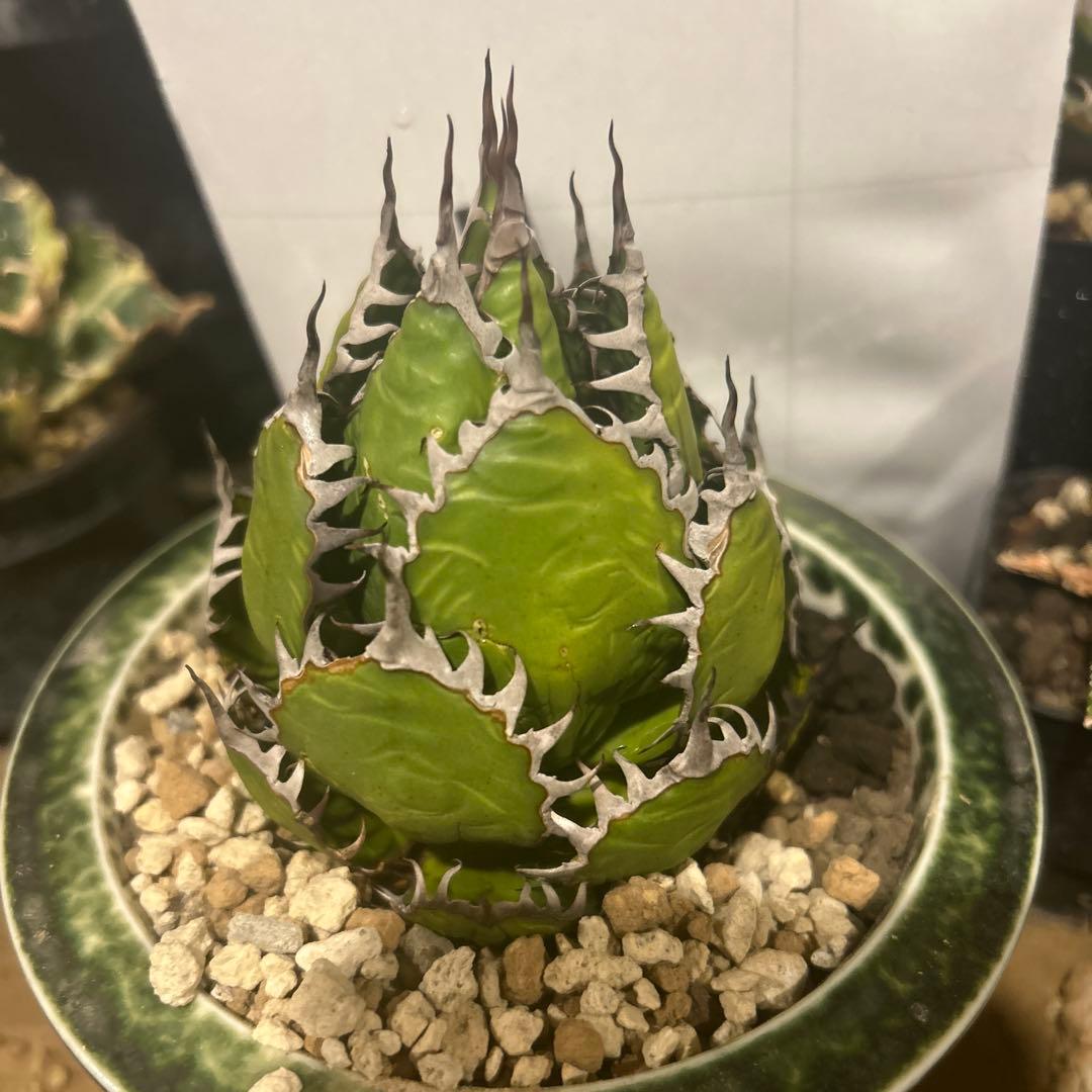 シャムロック　その他購入者キャンセル