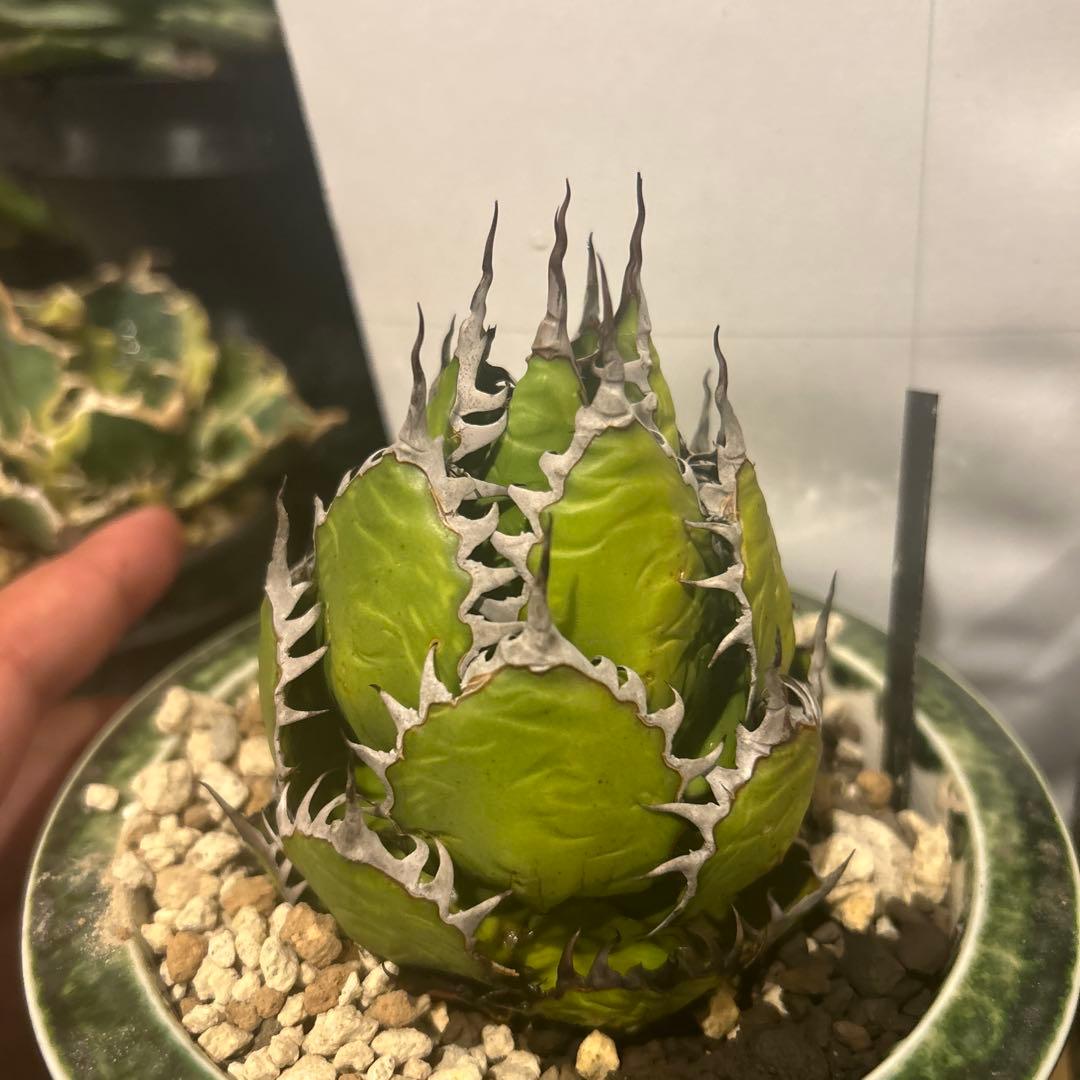 シャムロック　その他購入者キャンセル