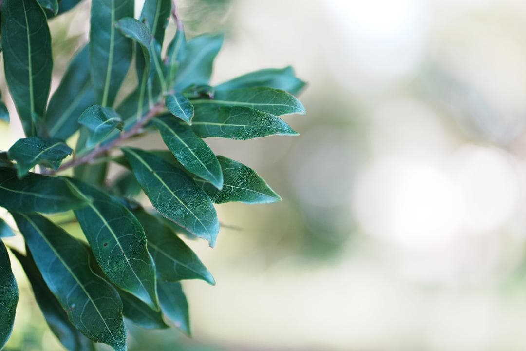 プロ検査済み未使用級◆隠れGレンズSEL85F18で子供の一瞬を作品に