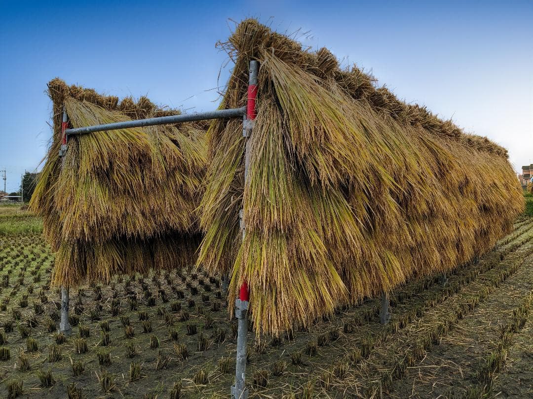 ほし　こだわりのお米20kgと米粉1.5kg