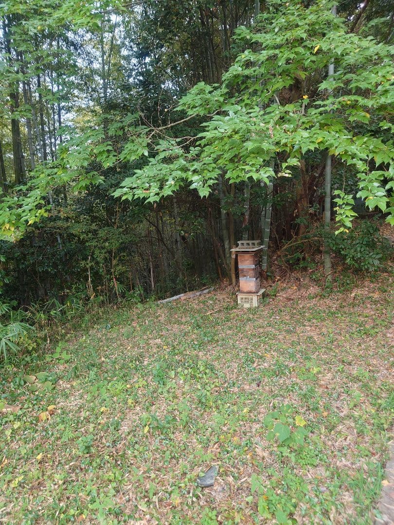 天然熟成2年　希少　日本ミツバチ 国産天然はちみつ100%600g(J1Y2箱)