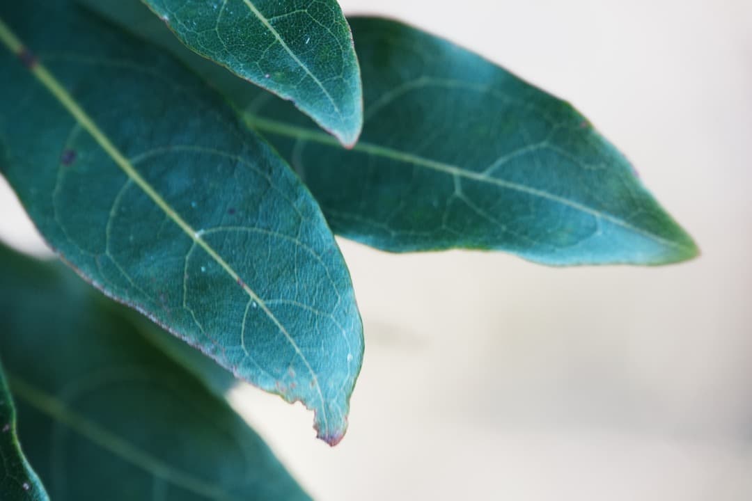 レンズ交換から解放される1本 SONY SEL18200LE 美品 719