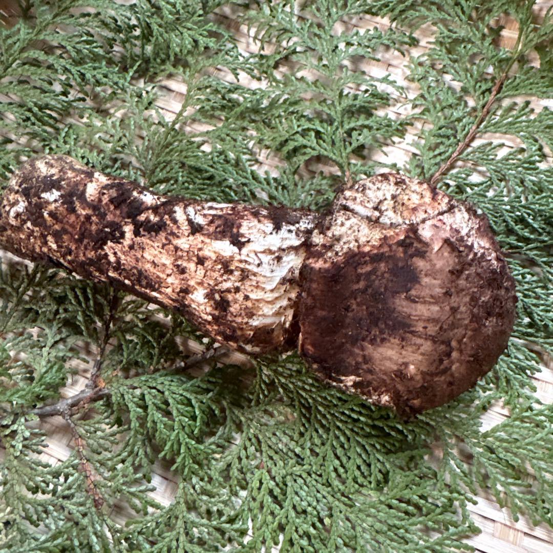 年内ラスト‼️長野県南信州産‼️松茸 147g 11/14朝採れ