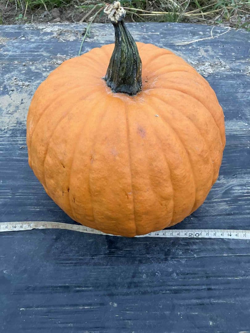 404 Not Found ハロウィンかぼちゃ5/7