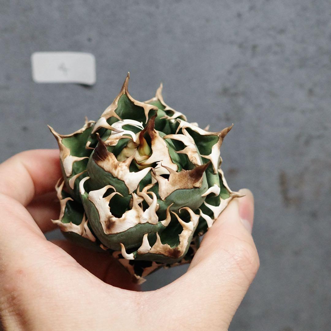 早い者勝ち！アガベ　チタノタ　オテロイ　赤猫　ゴリ猫　コンパクト　4