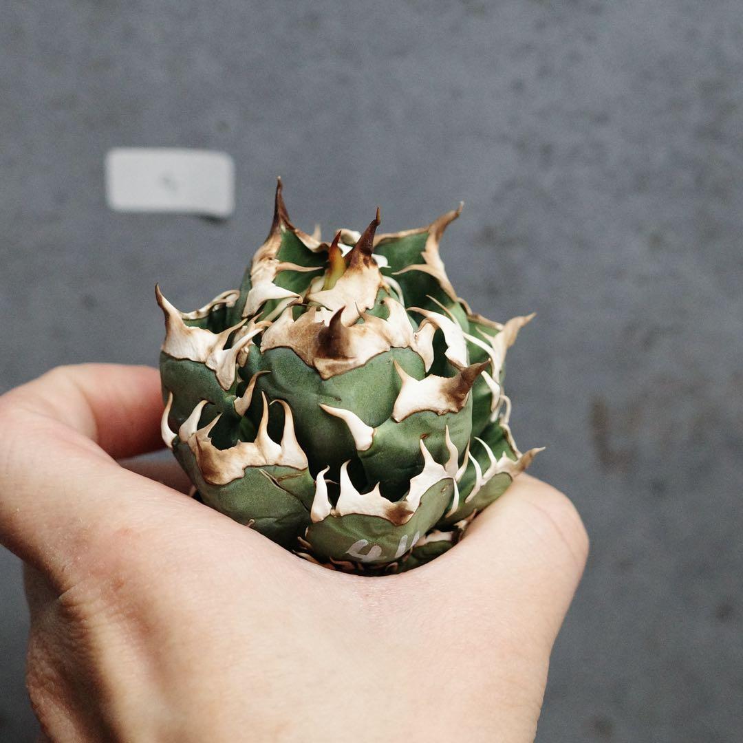 早い者勝ち！アガベ　チタノタ　オテロイ　赤猫　ゴリ猫　コンパクト　4