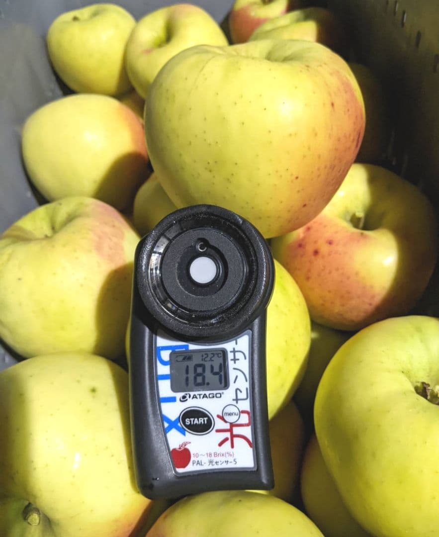 じぃじの美味しい林檎　ぐんま名月5k×2