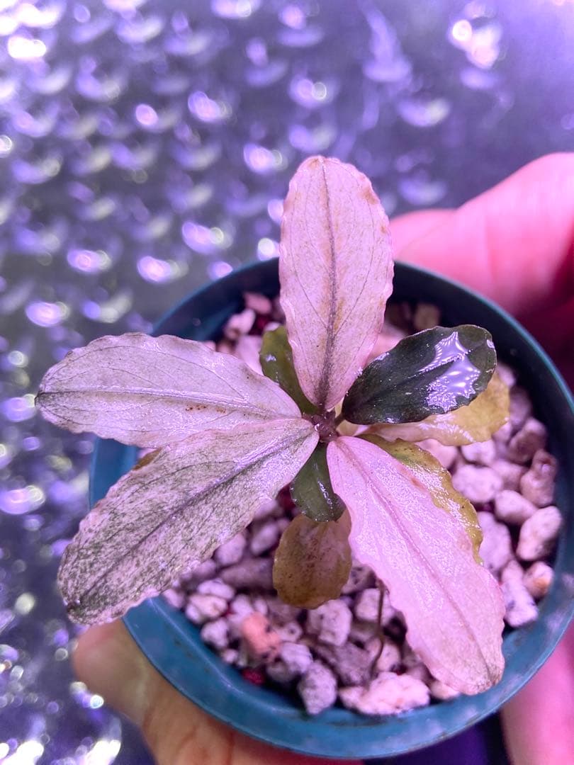 ブセファランドラ sp, ピンクバリエガータ 水上葉