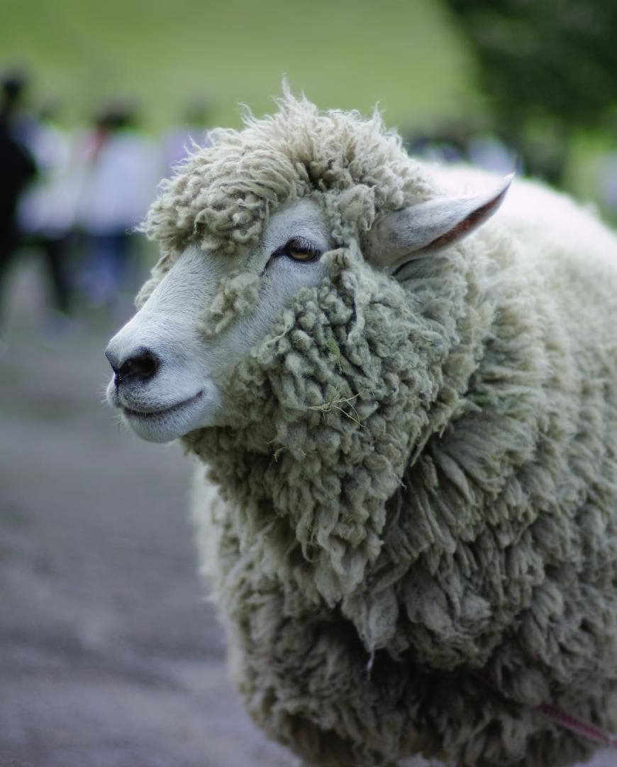 Auto-Topcor58mm f1.4復刻版（M42）コシナ