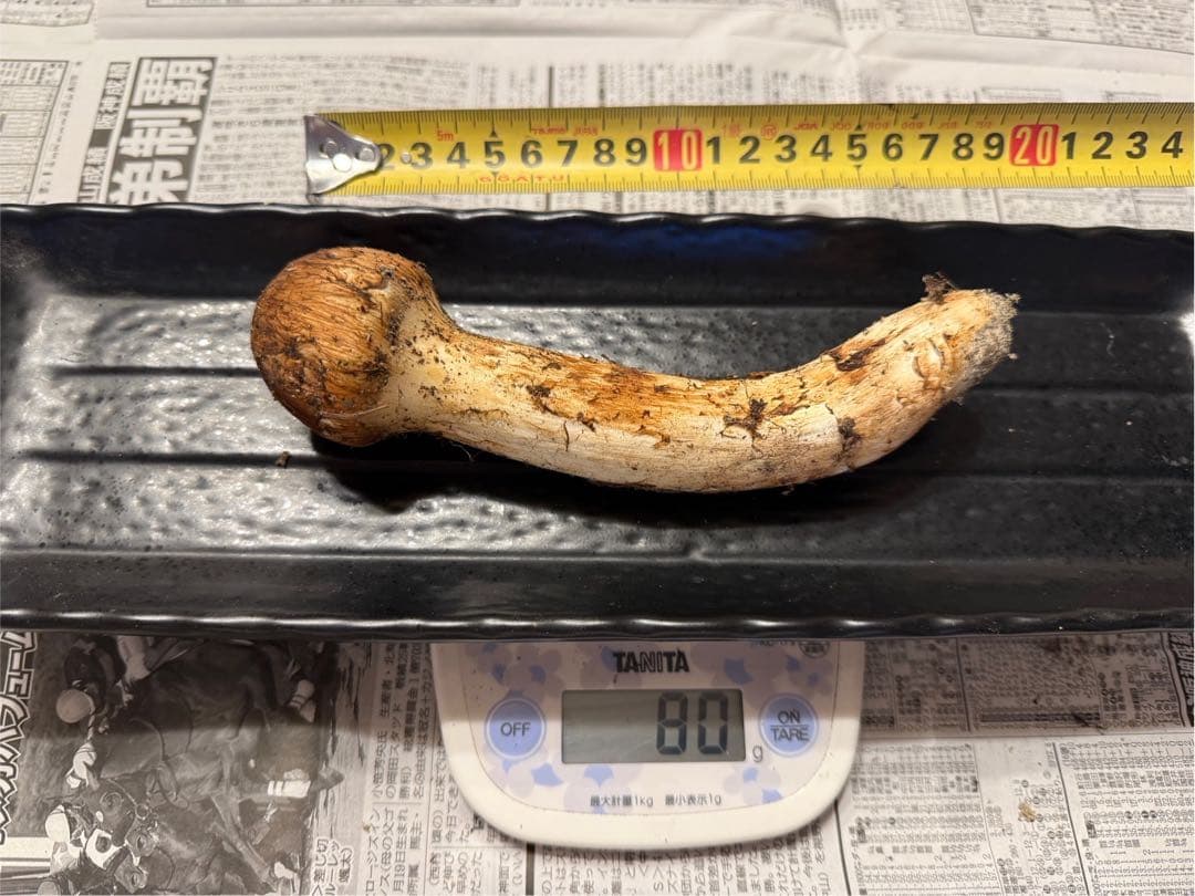 松茸　北海道　500g 訳あり　送料込　国産　④