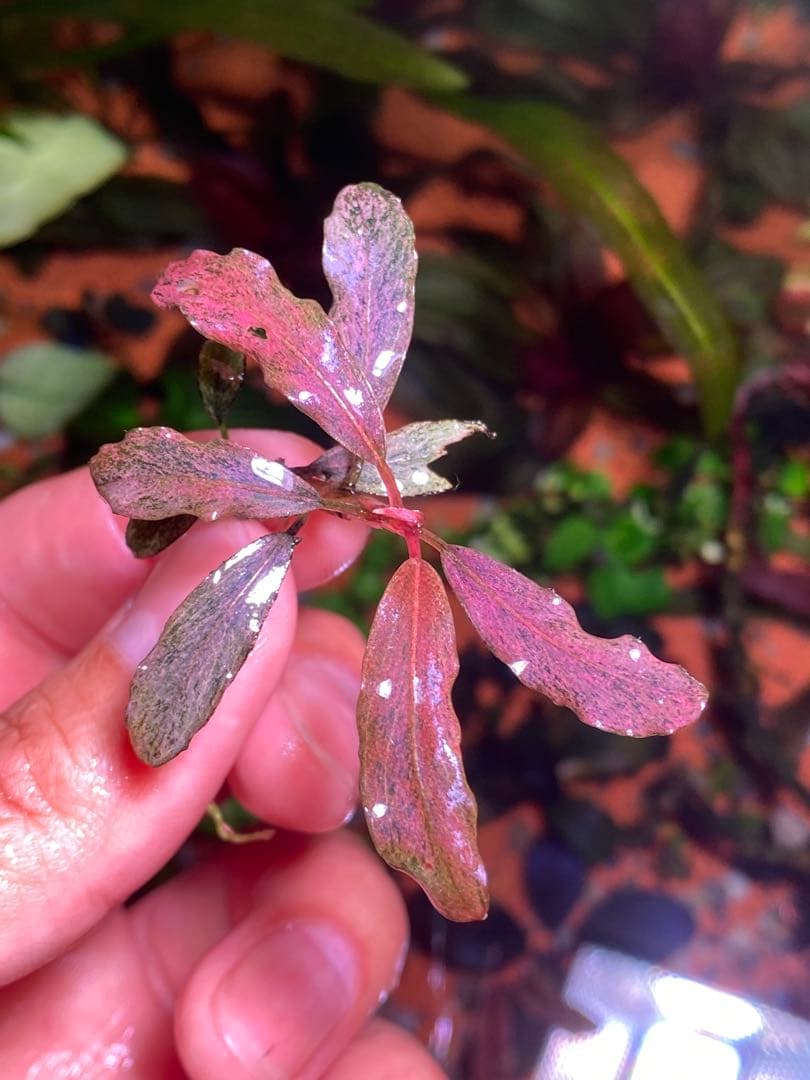 ブセファランドラｓｐ. ピンクバリエガータ斑入り