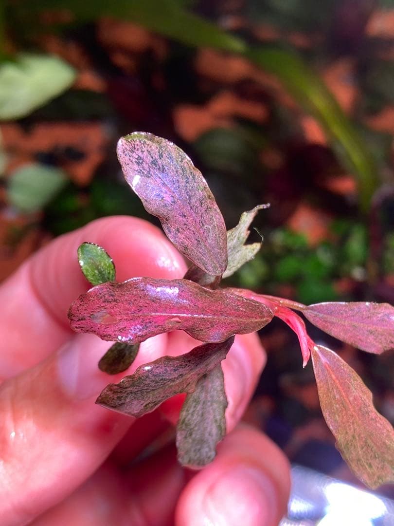 ブセファランドラｓｐ. ピンクバリエガータ斑入り