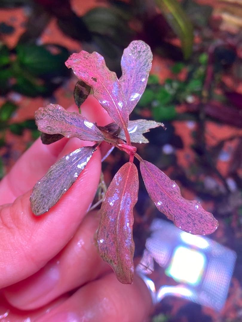 ブセファランドラｓｐ. ピンクバリエガータ斑入り