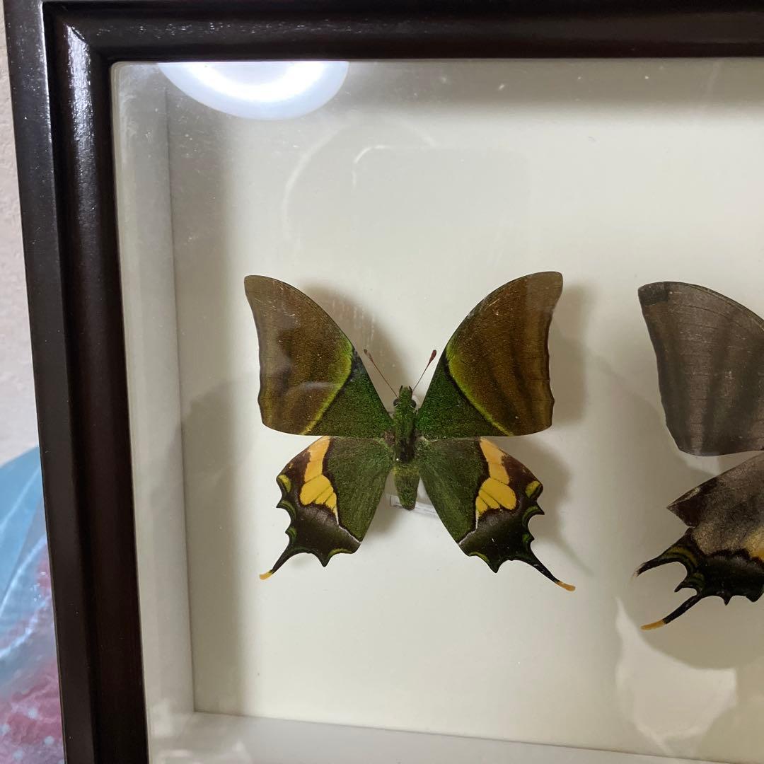 テングアゲハ　ペア（ベトナム）