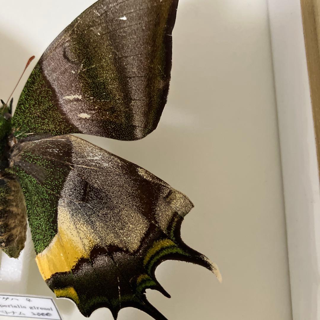 テングアゲハ　ペア（ベトナム）