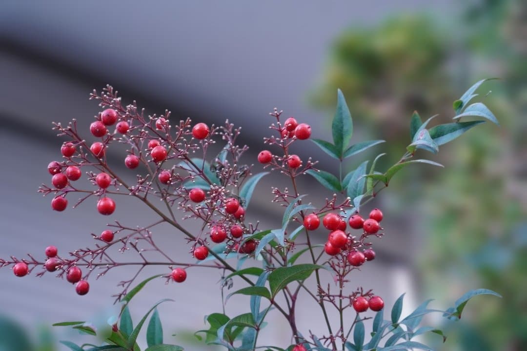 SONY 単焦点レンズ E 35mm F1.8 ソニー SEL35F18