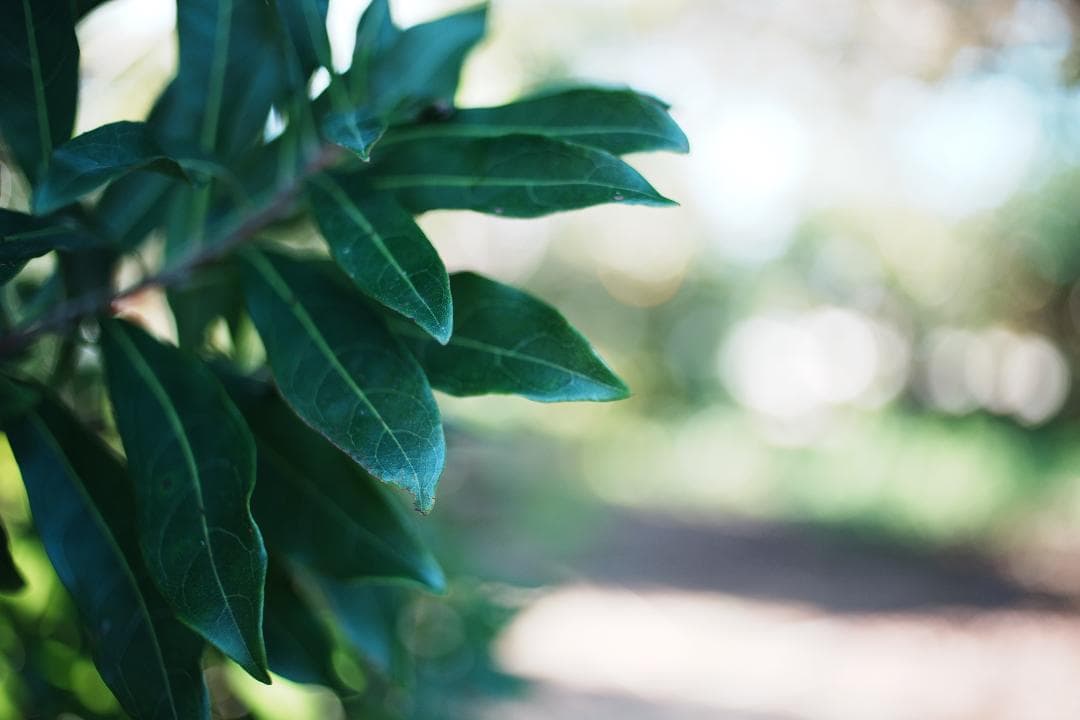 【整備＆テスト済】Nikon Ai Nikkor 35mm F2 ニコン 437