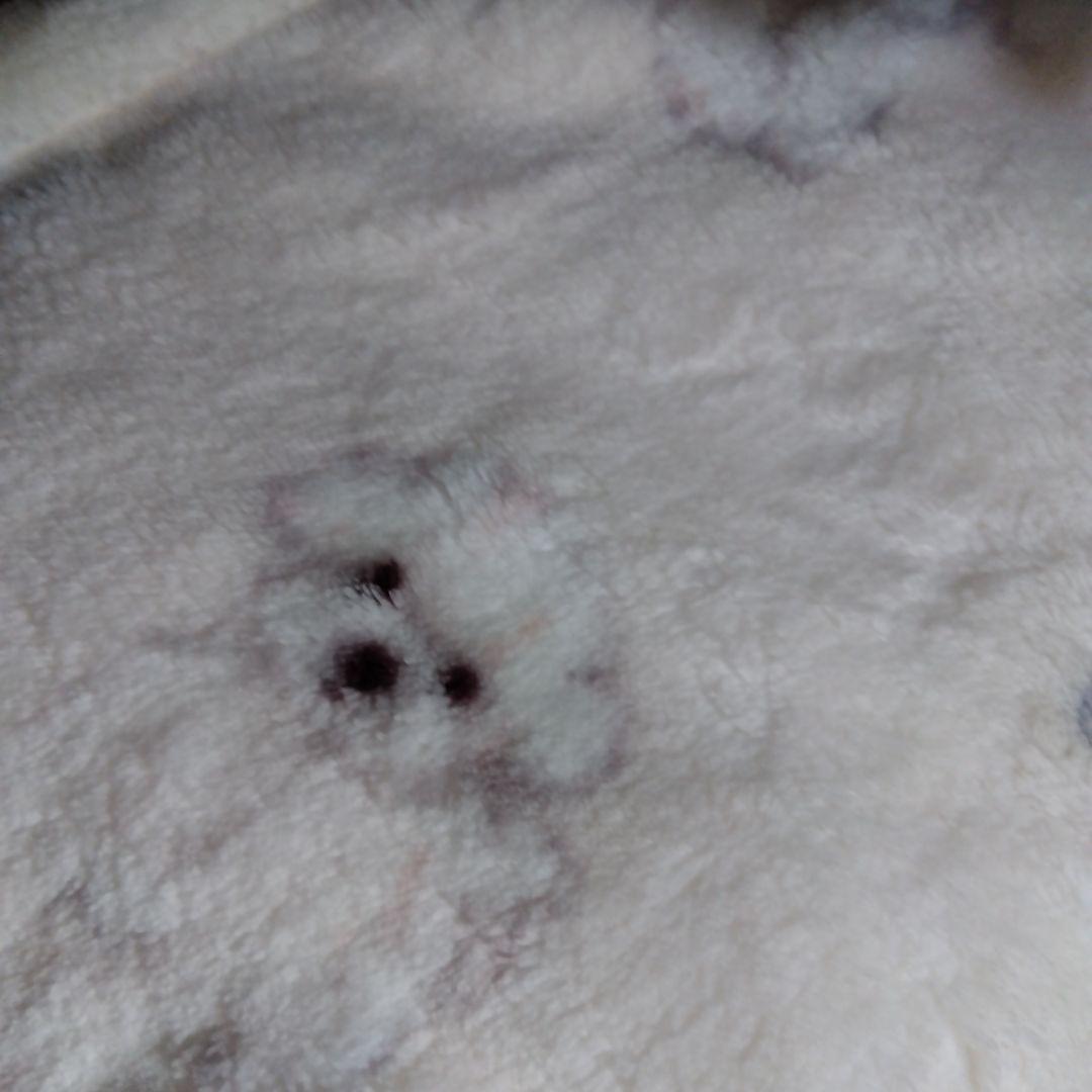 新品 ジェラートピケ Sleep DOG柄 プリント毛布