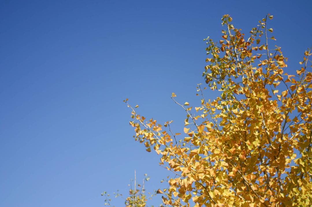 スマホ転送OK！Canon EOS kiss Digital レンズキット