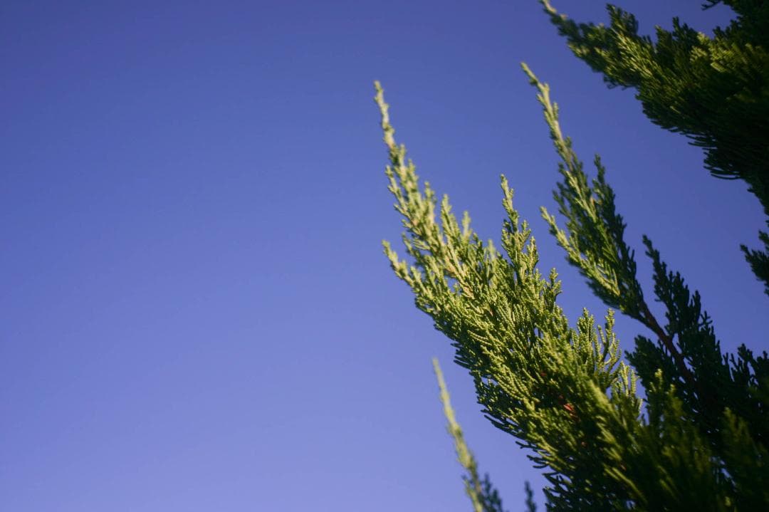 スマホ転送OK！Canon EOS kiss Digital レンズキット