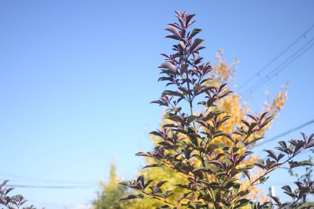 スマホ転送OK！Canon EOS kiss Digital レンズキット