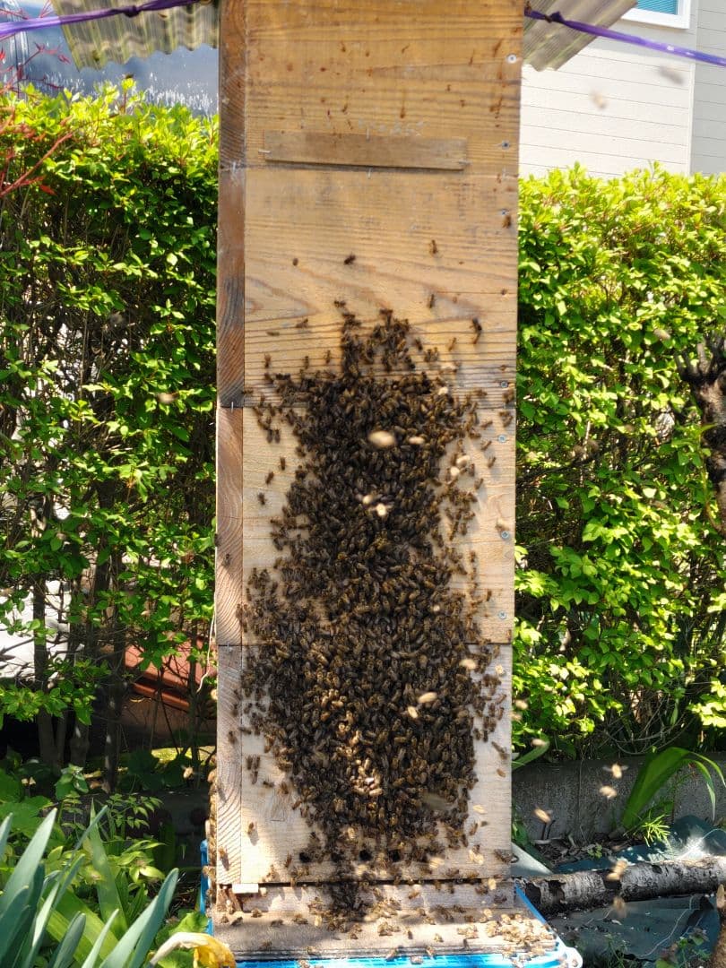 新蜜　日本みつばちの百花蜜（１年物）㊹　550ｇ✕4本（2.2㎏）