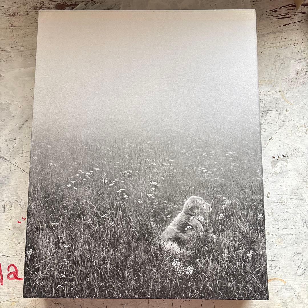 洋書 GOLDEN RETRIEVER PHOTOGRAPHIC SOCIEYT