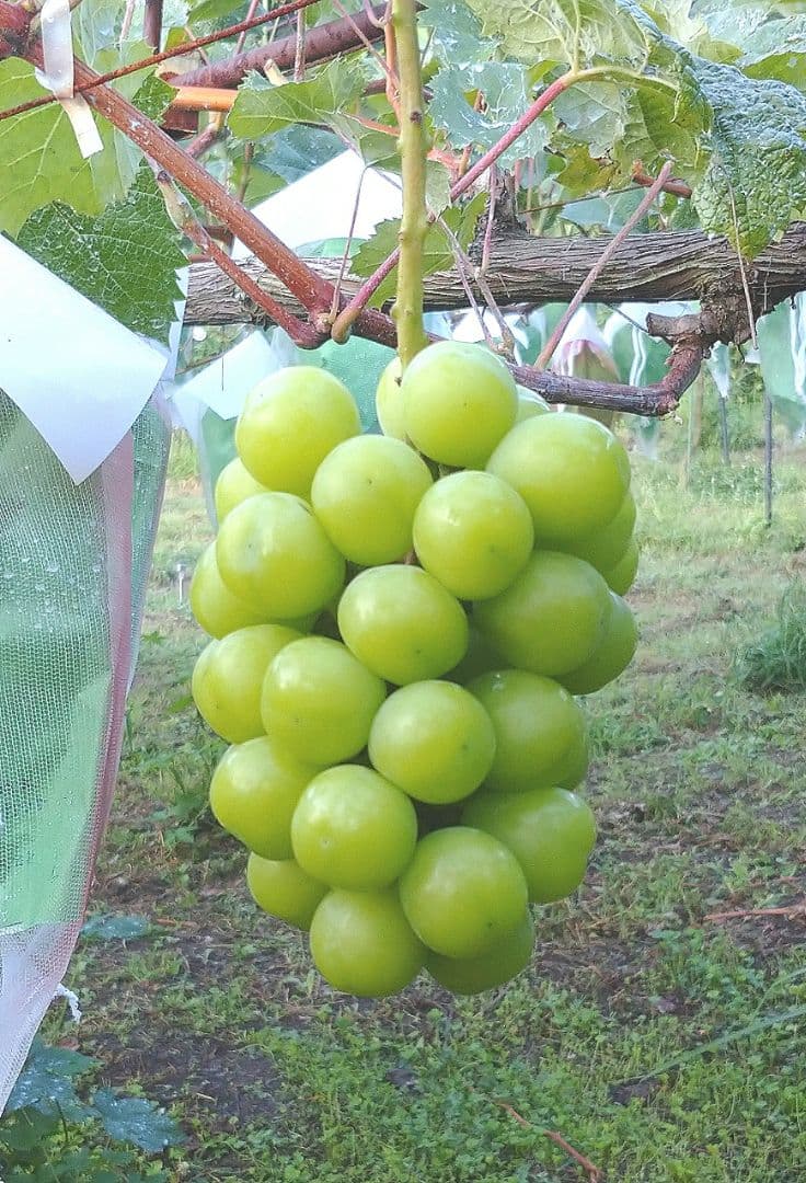 長野県産　シャインマスカット・ナガノパープル・シナノスマイル　送料無料