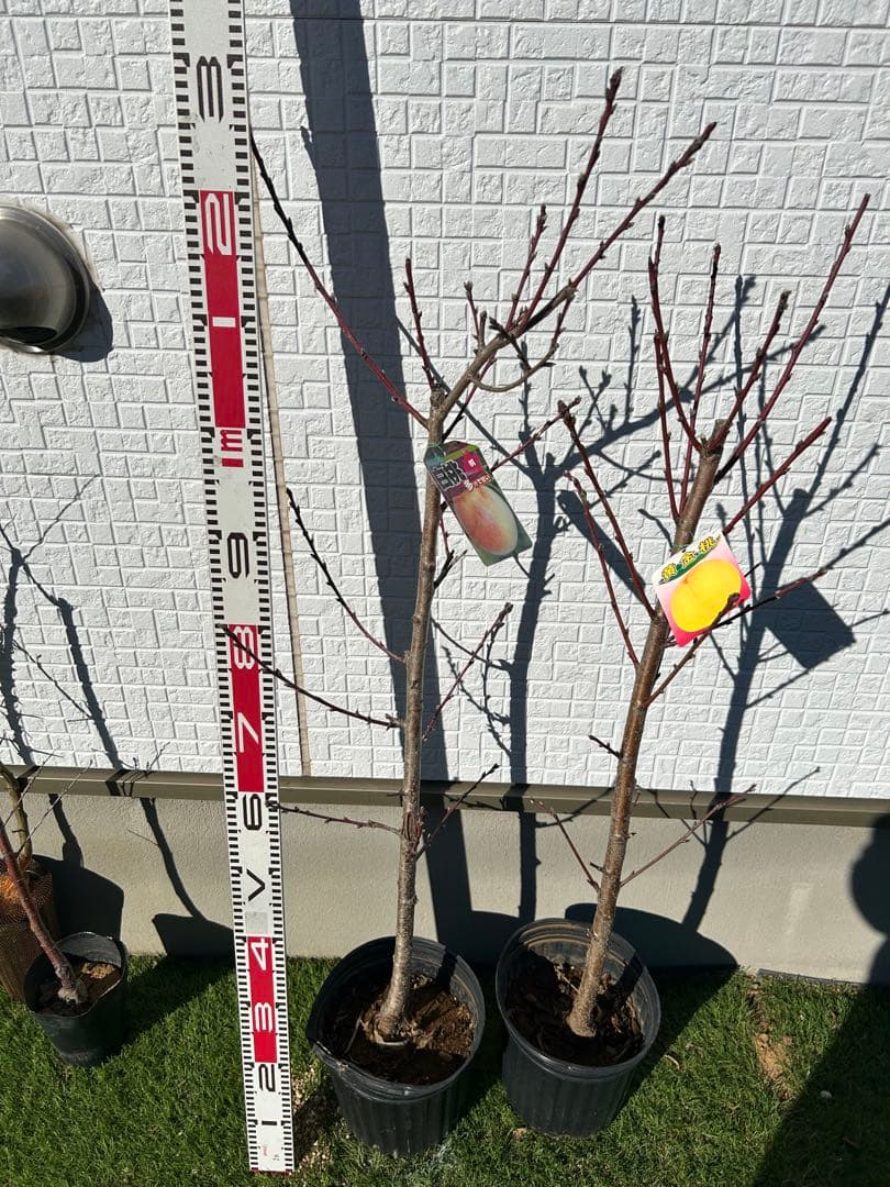 桃苗木2本セット　黄金桃＋白桃　大株