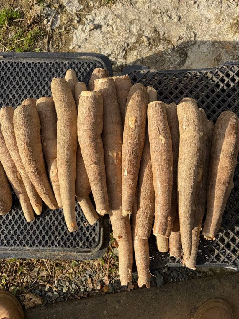 徳之島産キャッサバ生芋イエロー15キロ