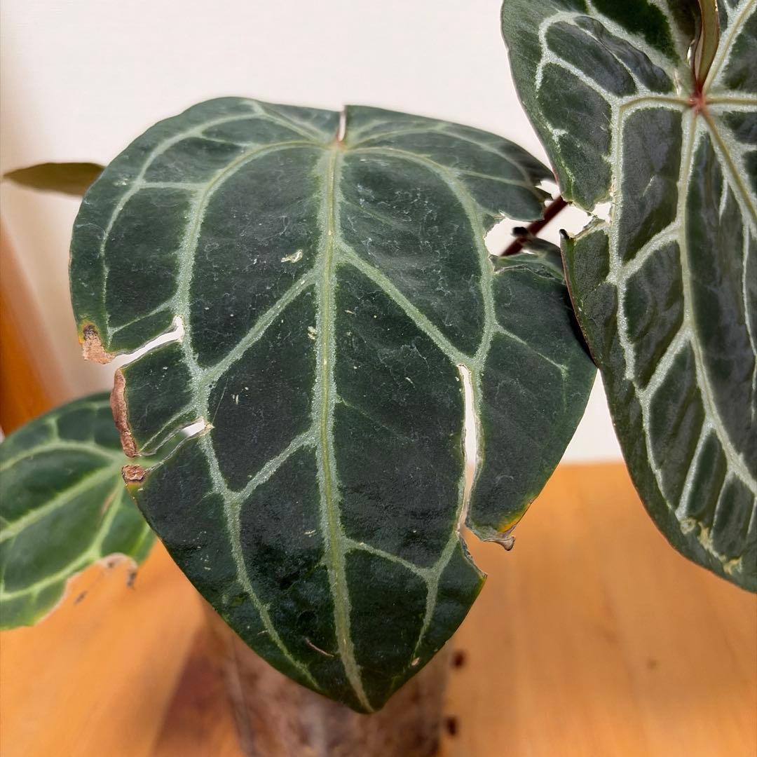 ＊アンスリウム　ミシェル　ドックブロック 3.5号＊