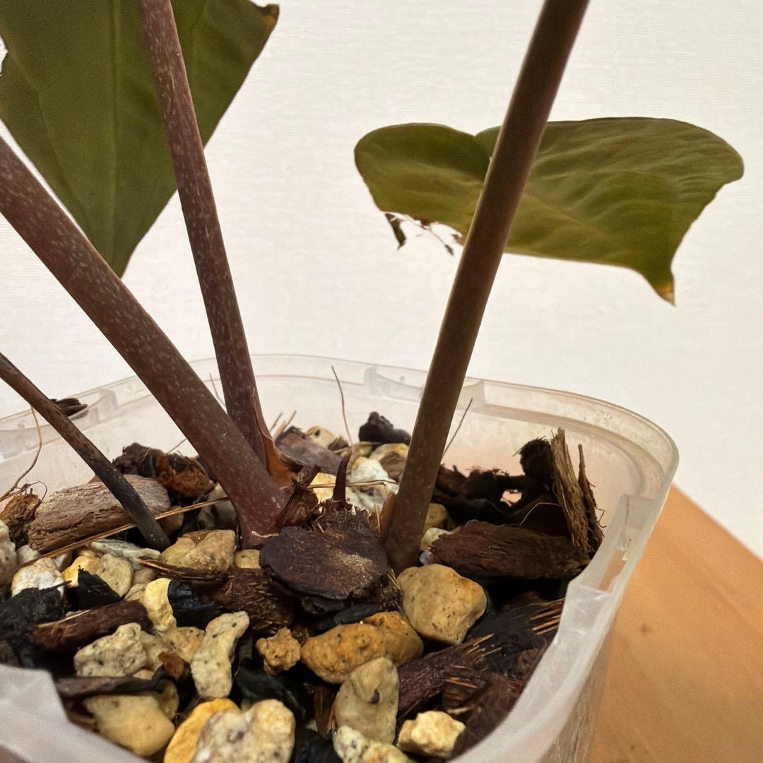 ＊アンスリウム　ミシェル　ドックブロック 3.5号＊