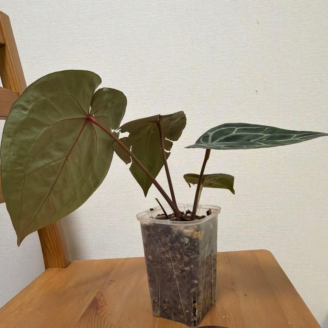 ＊アンスリウム　ミシェル　ドックブロック 3.5号＊