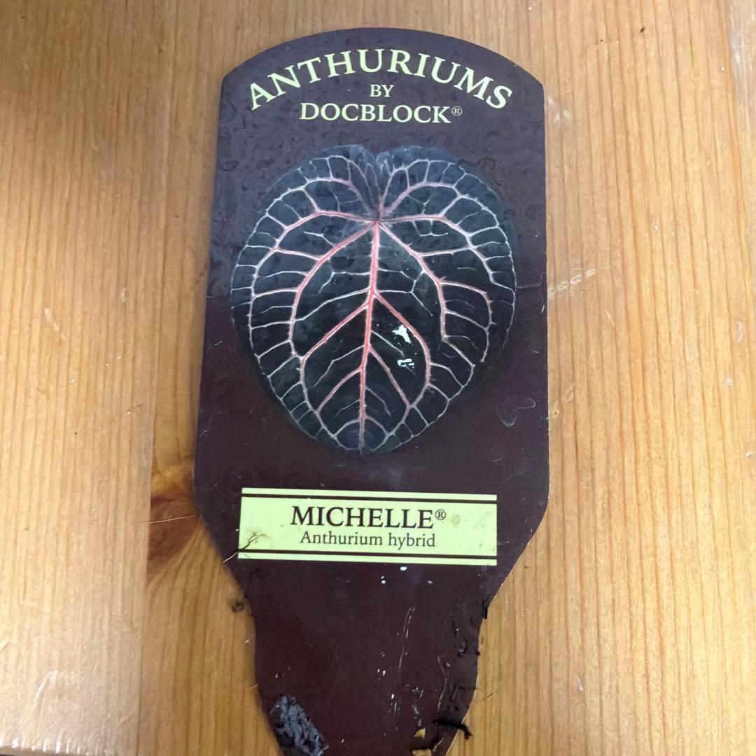 ＊アンスリウム　ミシェル　ドックブロック 3.5号＊
