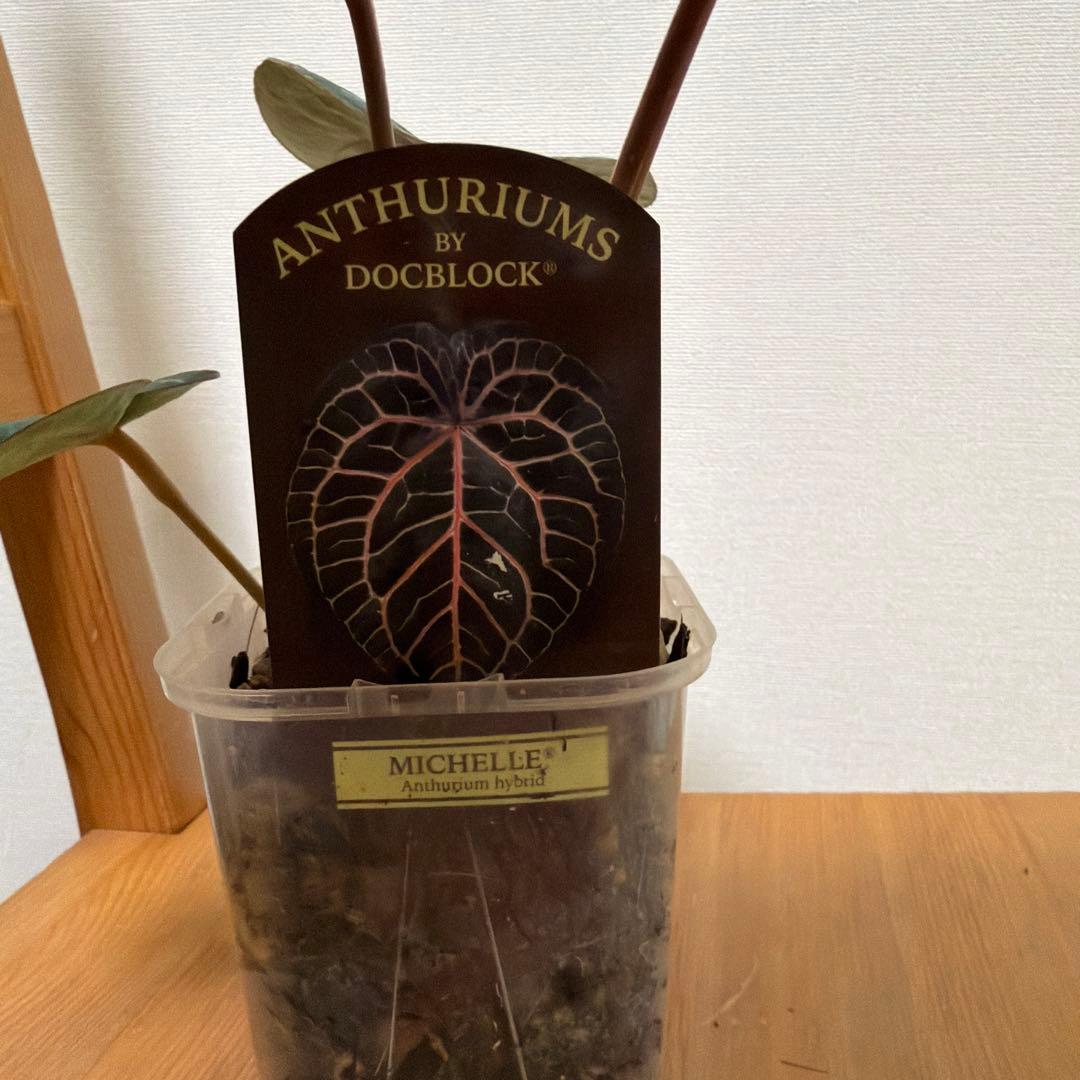 ＊アンスリウム　ミシェル　ドックブロック 3.5号＊