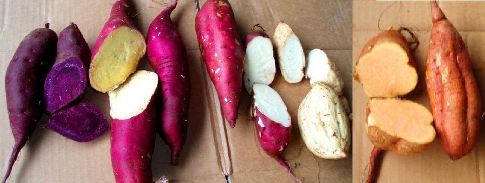 江子サツマイモ2種２０ｋｇ＾