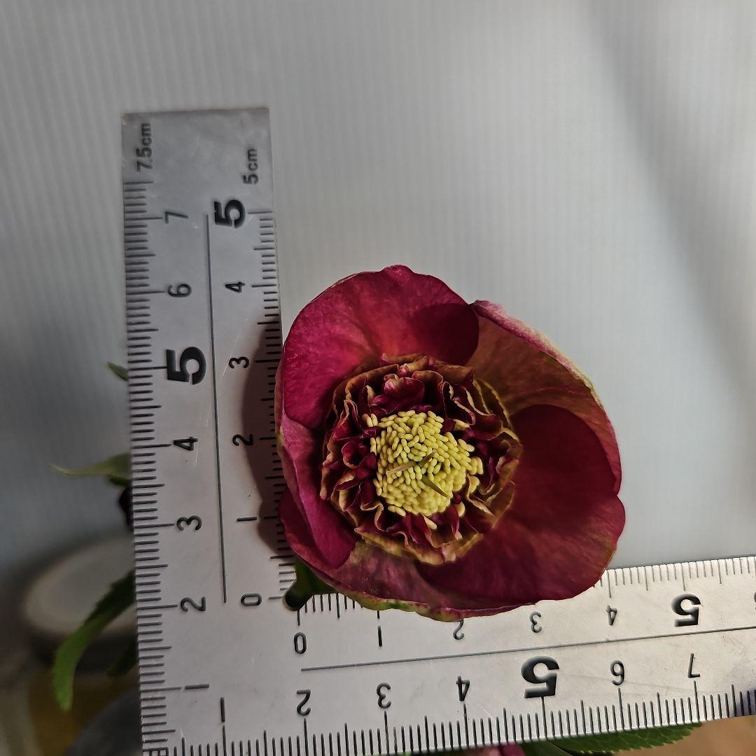 ㉖-408クリスマスローズ