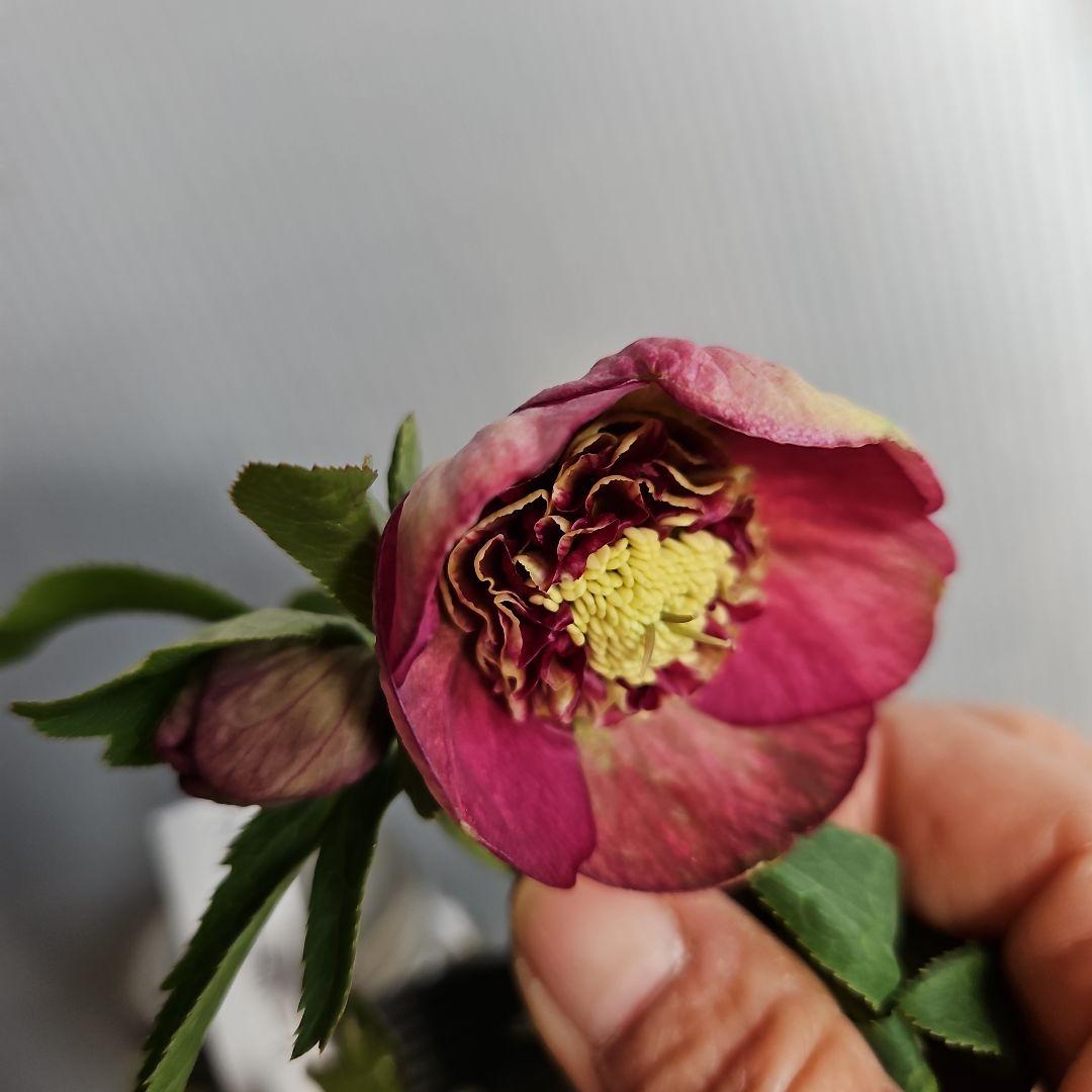 ㉖-408クリスマスローズ