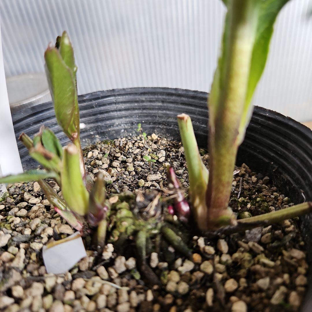 ㉖-408クリスマスローズ