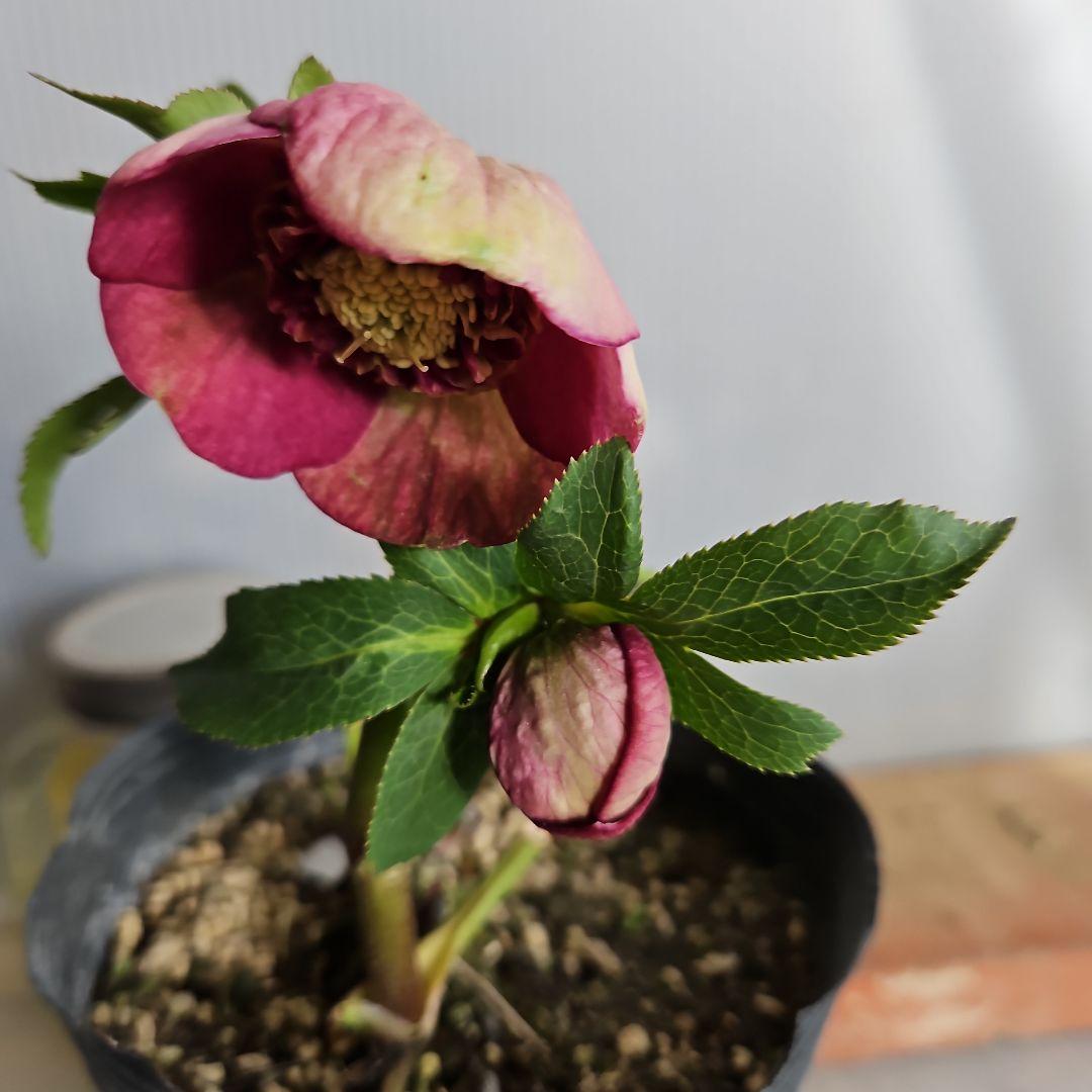 ㉖-408クリスマスローズ