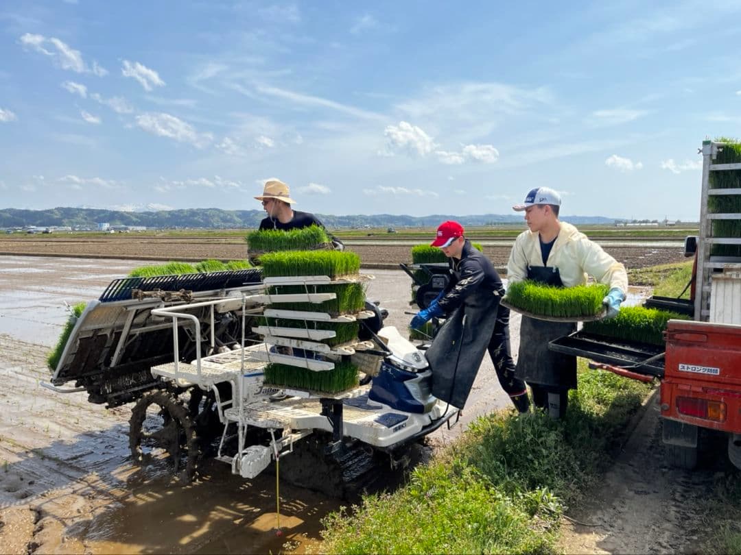 新潟県産コシヒカリ 特別栽培米 20kg（従来コシヒカリ）