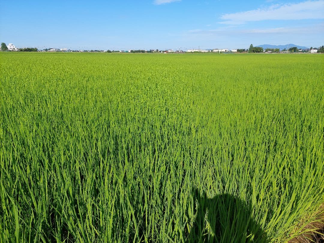 新潟県産コシヒカリ 特別栽培米 20kg（従来コシヒカリ）