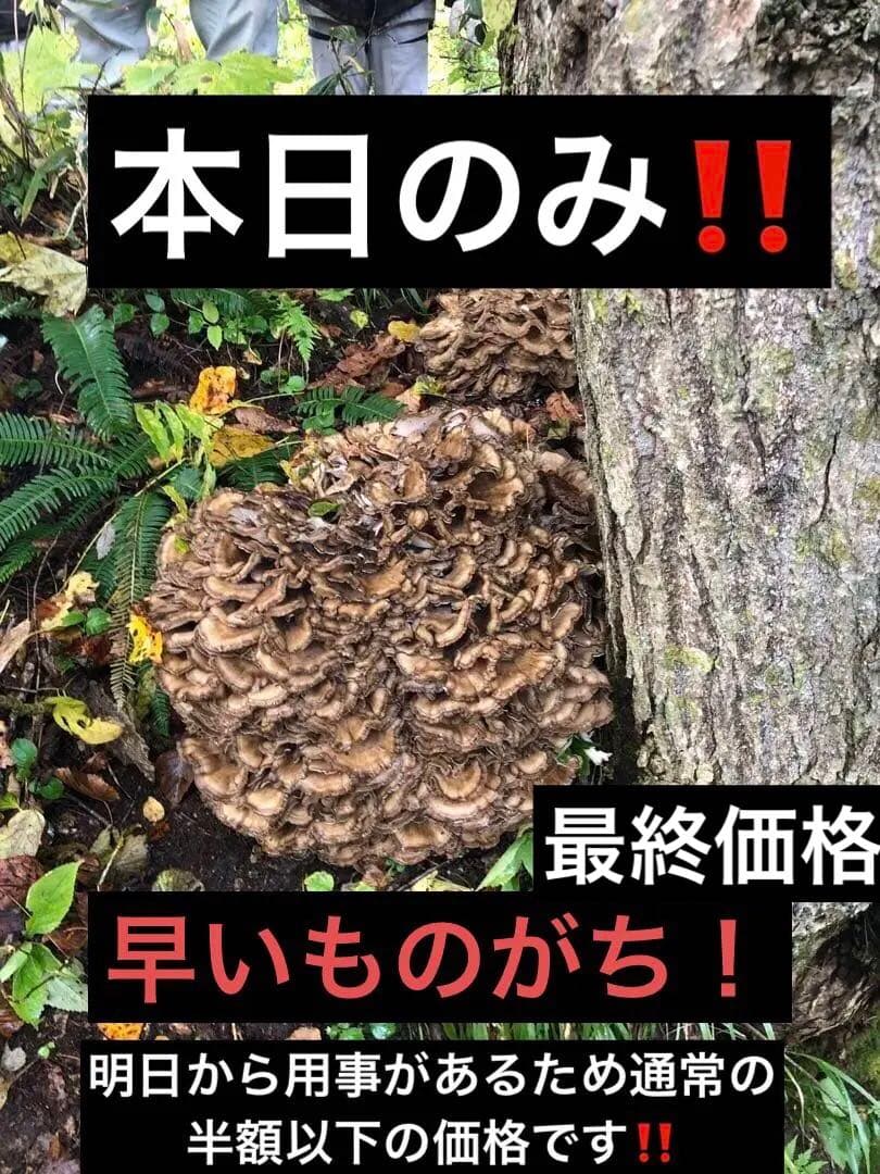 最終　新鮮な山の舞茸　まいたけ　マイタケ　本日のみ2.7kg