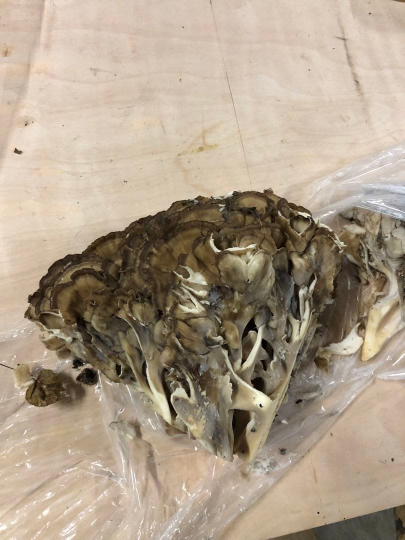 最終　新鮮な山の舞茸　まいたけ　マイタケ　本日のみ2.7kg