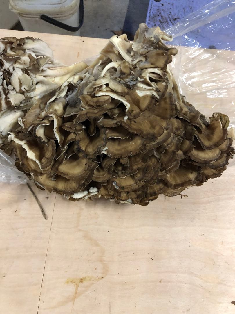 最終　新鮮な山の舞茸　まいたけ　マイタケ　本日のみ2.7kg