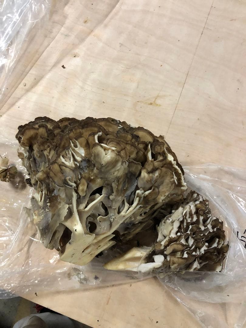 最終　新鮮な山の舞茸　まいたけ　マイタケ　本日のみ2.7kg