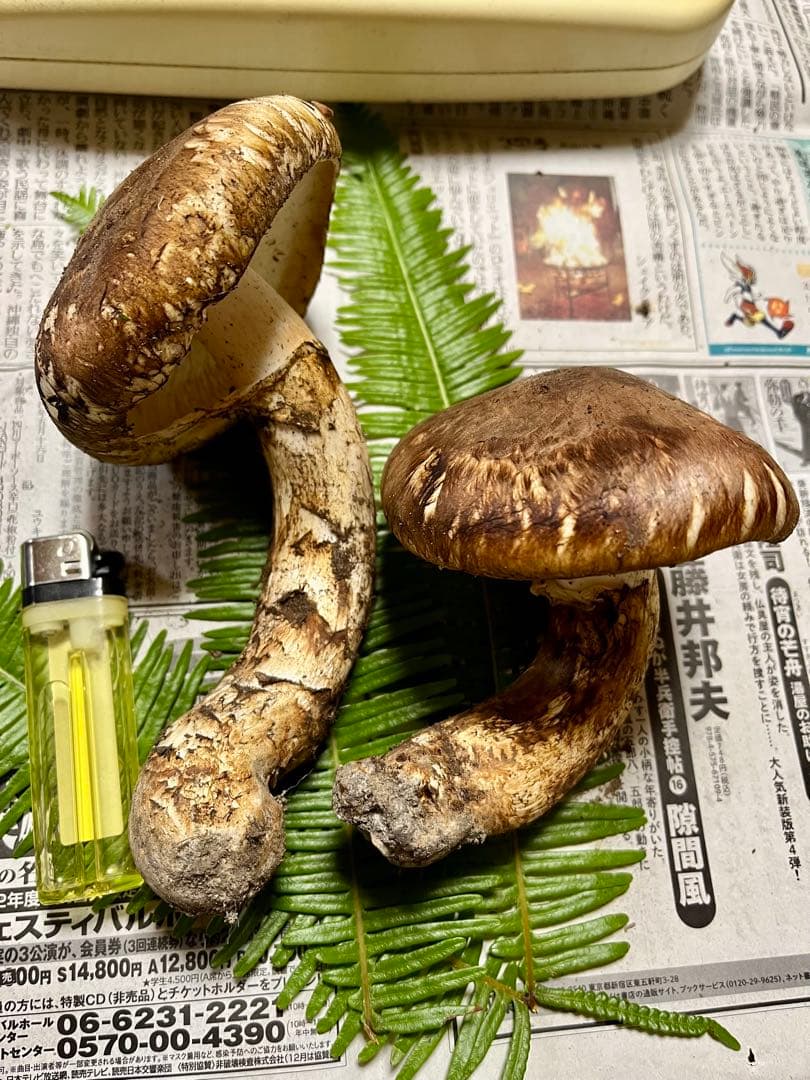 【大阪泉州産】天然松茸　採れたて開き良品2本200g 香り最高♪